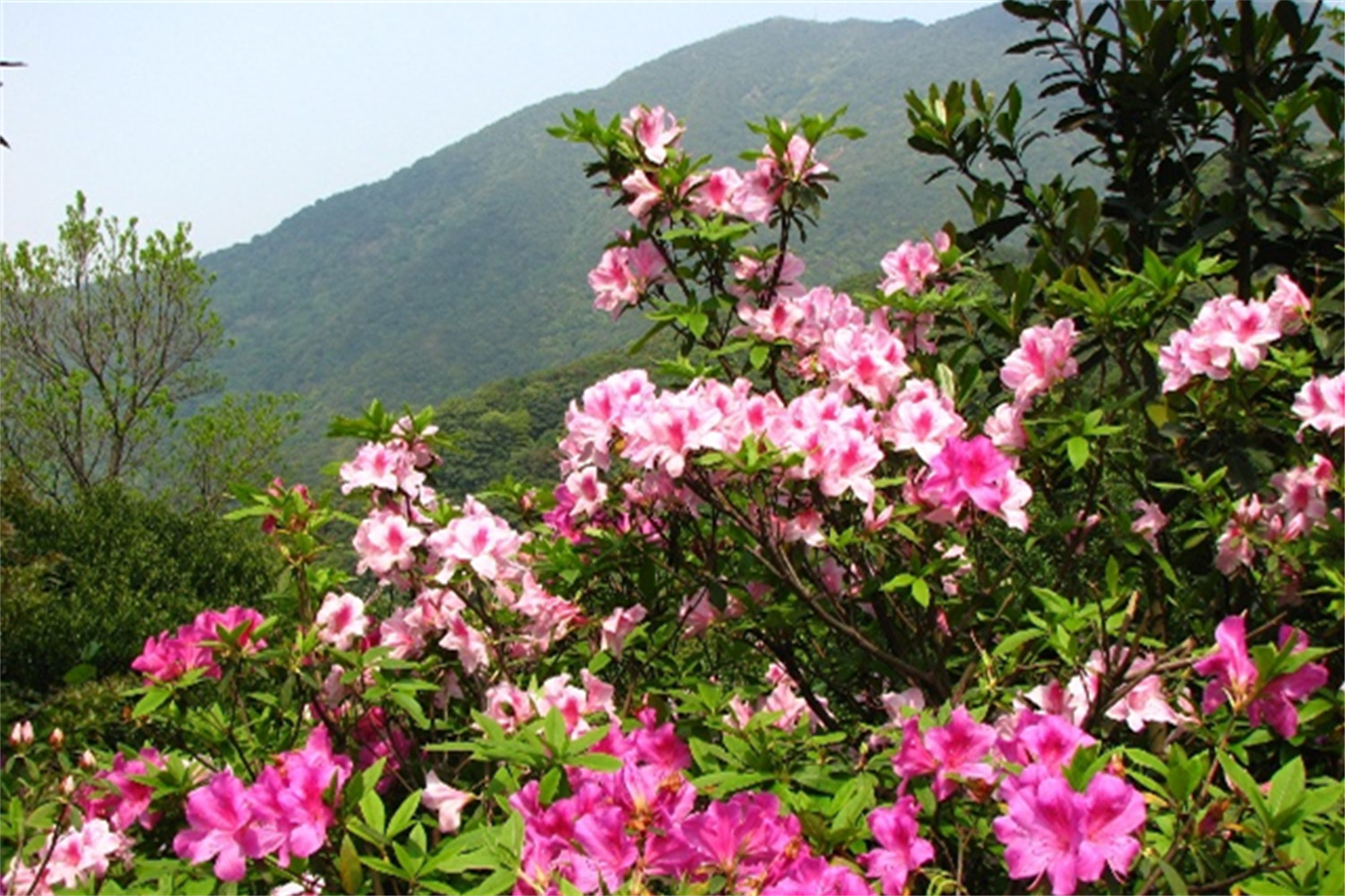 立洋股份：人间四月天 勇攀高峰